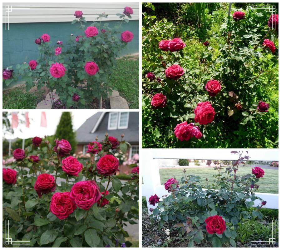 Grafin Diana róża wielkokwiatowa